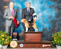 Beagle #6 Fri G2 Judge Robert Hutton