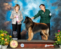 Belgian Tervuren #5 Fri OHG1 Judge Linn Brown