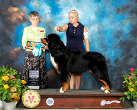 Bernese Mountain Dog #8 Fri OHBIS Judge Donna Buxton
