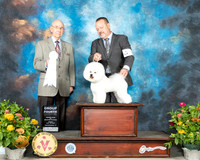 Bichon Frise #5 Fri G4 Judge Ken Buxton