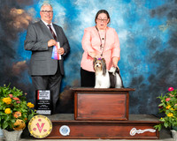 Biewer Terrier #6 Thurs BOS Judge John Booth