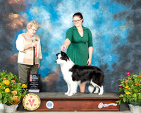 Border Collie #6 Fri BOS Judge Judy Brown