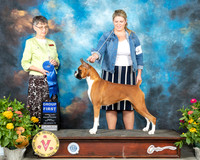 Boxer #6 Fri G1 Judge Donna Buxton
