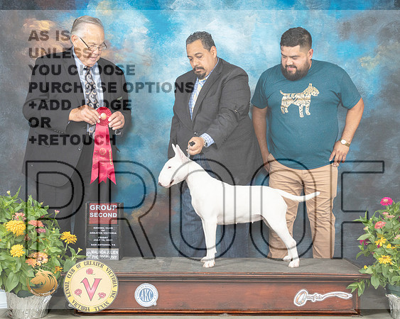 Bull Terrier #12 Fri G2 Judge John Wade_MMJ_1080_SanAnonio2021_HR3