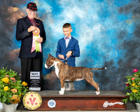 Bull Terrier #J400 BJr Judge Johnny Shoemaker