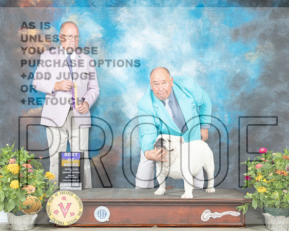 Bulldog #9 Thur BOB Judge John Constantine Adomei_MMJ_0936_SanAnonio2021_HR3