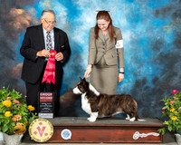 Cardigan Welsh Corgi #7 Fri G2 Judge John Wade