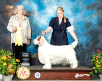 Clumber Spaniel #5 Fri G3 Judge Lori Nelson