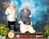 Cocker Spaniel ASCOB #5 Fri G4 Judge Lori Nelson