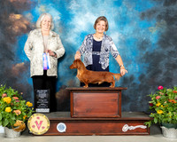 Dachshund #11 Fri BOW Judge Lori Nelson