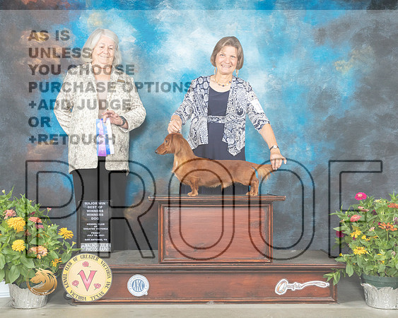 Dachshund #11 Fri BOW Judge Lori Nelson_MMJ_0690_SanAnonio2021_HR3