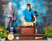 Dachshund Long Haired #12 Fri BOW Judge Robert Hutton