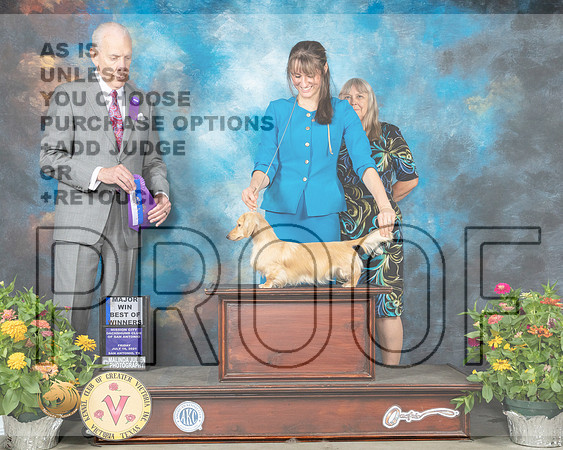 Dachshund Long Haired #12 Fri BOW Judge Robert Hutton_MMJ_0779_SanAnonio2021_HR3