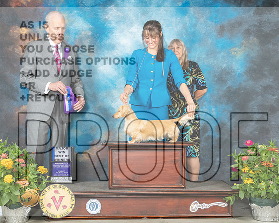 Dachshund Long Haired #12 Fri BOW Judge Robert Hutton_MMJ_0780_SanAnonio2021_HR3