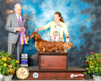 Dachshund Long haired #5 Fri BISS Judge Robert Hutton