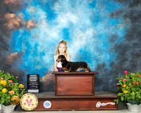 Dachshund Longhaired Angie