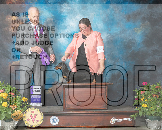Dachshund Smooth #12 Fri WB Judge Robert Hutton_MMJ_0768_SanAnonio2021_HR3