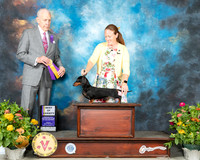 Dachshund Smooth #15 Fri BOV Judge Robert Hutton