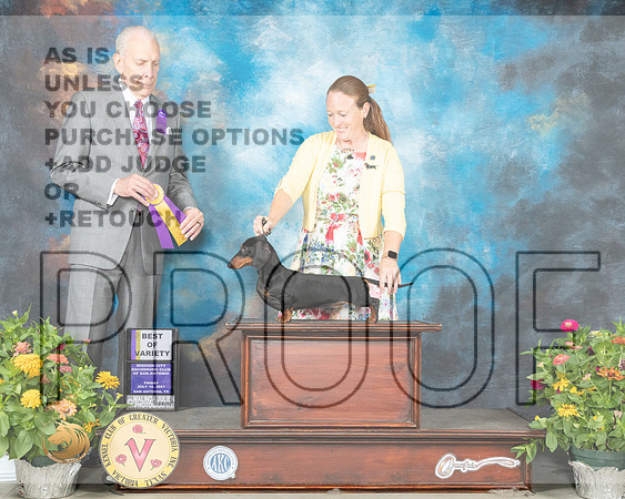 Dachshund Smooth #15 Fri BOV Judge Robert Hutton_MMJ_0844_SanAnonio2021_HR3