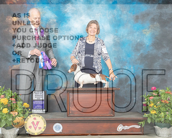 Dachshund Smooth #29 Fri BOW Judge Robert Hutton_MMJ_0761_SanAnonio2021_HR3