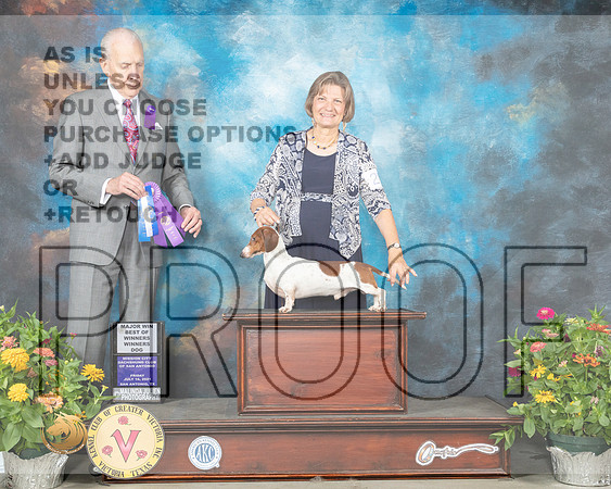 Dachshund Smooth #29 Fri BOW Judge Robert Hutton_MMJ_0762_SanAnonio2021_HR3