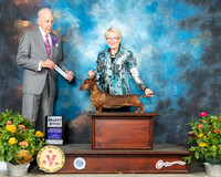 Dachshund Smooth #3=28 Fri SB Judge Robert Hutton