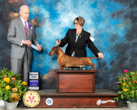 Dachshund Smooth #31 Fri SD Judge Robert Hutton