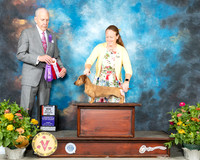 Dachshund Wire #? Fri BOS Judge Robert Hutton
