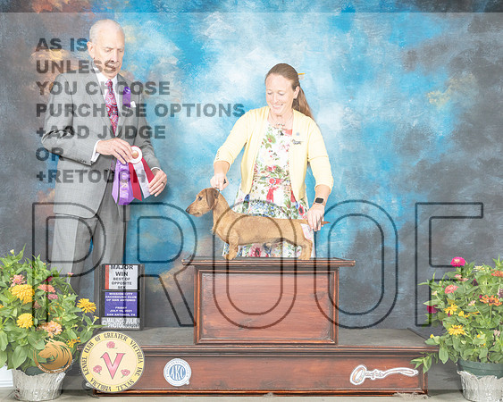 Dachshund Wire #? Fri BOS Judge Robert Hutton_MMJ_0840_SanAnonio2021_HR3