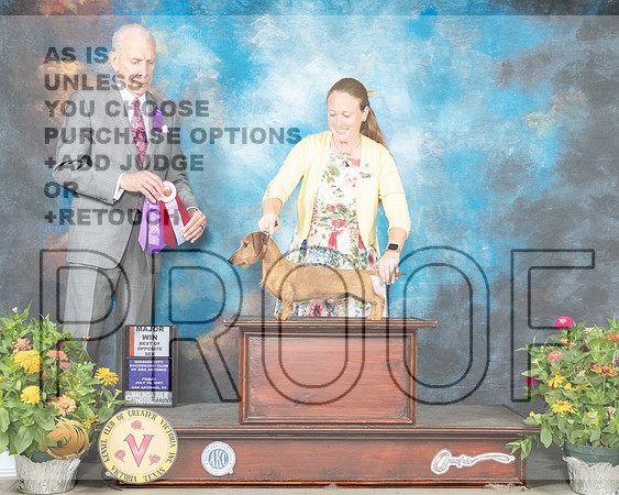 Dachshund Wire #? Fri BOS Judge Robert Hutton_MMJ_0842_SanAnonio2021_HR3