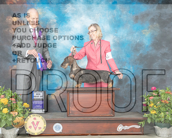 Dachshund Wire #8 Fri BOW Judge Robert Hutton_MMJ_0772_SanAnonio2021_HR3