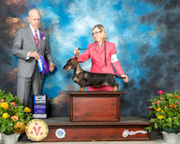 Dachshund Wire #8 Fri BOW Judge Robert Hutton