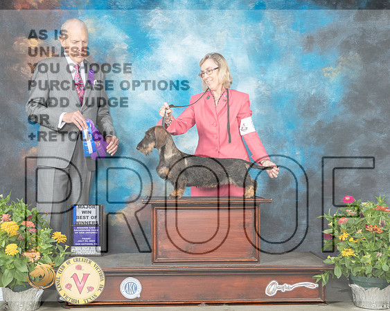 Dachshund Wire #8 Fri BOW Judge Robert Hutton_MMJ_0771_SanAnonio2021_HR3
