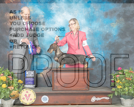 Dachshund Wire #8 Fri BOW Judge Robert Hutton_MMJ_0773_SanAnonio2021_HR3