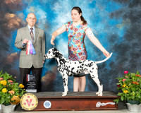 Dalmatian #17 Fri BOS Judge Ken Buxton