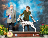 Dalmatian #24 Fri BOW Judge Ken Buxton