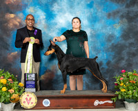 Doberman Pinscher #10 Fri BISS Judge Melvin Mobley