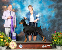 Doberman Pinscher #12 Fri WB Judge John Constantine Amodei