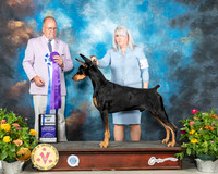 Doberman Pinscher #31 Fri BOW Judge John Constantine Amodei