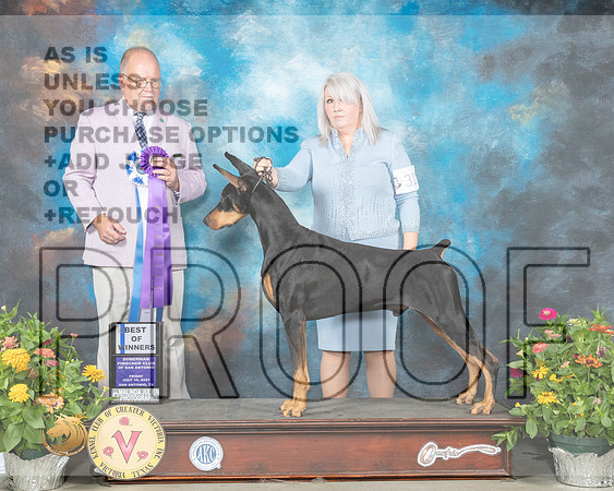 Doberman Pinscher #31 Fri BOW Judge John Constantine Amodei_MMJ_0736_SanAnonio2021_HR3