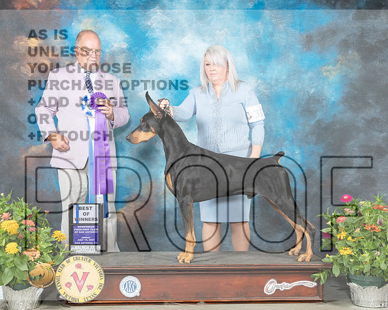 Doberman Pinscher #31 Fri BOW Judge John Constantine Amodei_MMJ_0737_SanAnonio2021_HR3