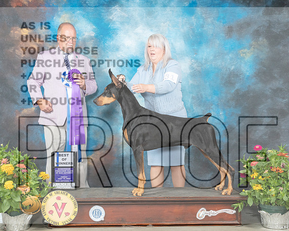 Doberman Pinscher #31 Fri BOW Judge John Constantine Amodei_MMJ_0739_SanAnonio2021_HR3