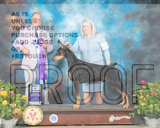 Doberman Pinscher #31 Fri BOW Judge John Constantine Amodei_MMJ_0744_SanAnonio2021_HR3
