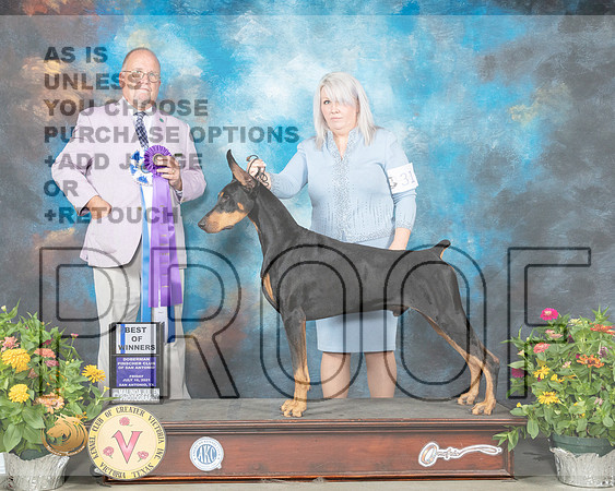 Doberman Pinscher #31 Fri BOW Judge John Constantine Amodei_MMJ_0746_SanAnonio2021_HR3