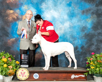 Dogo Argentino #6 Thu BOS Judge Ken Buxton