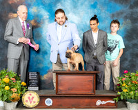 French Bulldog #28 Fri OHG1 Judge Robert Hutton