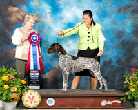 German Shorthaired Pointer #6 Fri BIS Judge Judy Brown