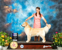 Golden Retriever #28 Fri WB Judge Johnny Shoemaker