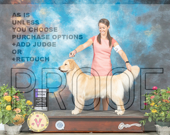 Golden Retriever #28 Fri WB Judge Johnny Shoemaker_MMJ_0864_SanAnonio2021_HR3