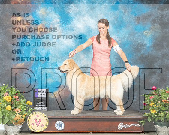 Golden Retriever #28 Fri WB Judge Johnny Shoemaker_MMJ_0865_SanAnonio2021_HR3